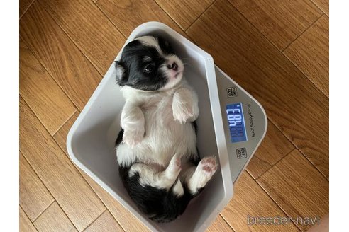成約済の滋賀県のチワワ(ロングコート)-346678の3枚目