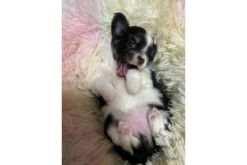 成約済の滋賀県のチワワ(ロングコート)-346678の4枚目