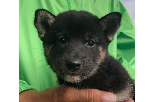 成約済の愛知県の柴犬-346680の3枚目