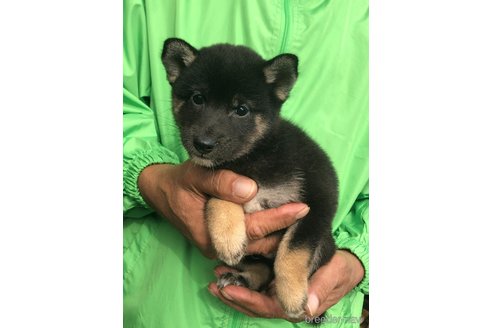 成約済の愛知県の柴犬-346680の4枚目