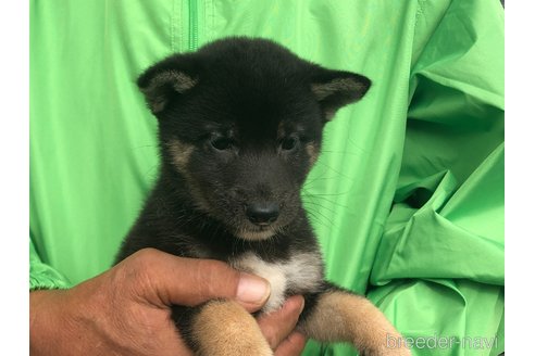 成約済の愛知県の柴犬-346680の6枚目