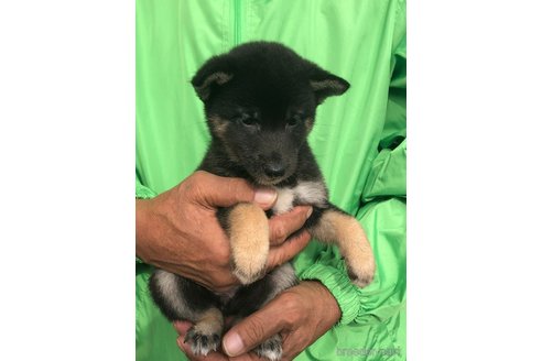成約済の愛知県の柴犬-346680の5枚目