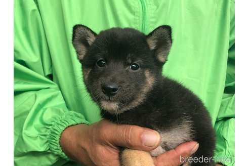成約済の愛知県の柴犬-346680の2枚目