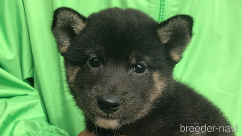 成約済の愛知県の柴犬-346680の1枚目