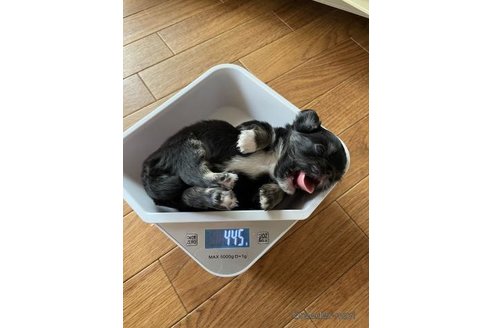 成約済の滋賀県のチワワ(ロングコート)-346683の2枚目