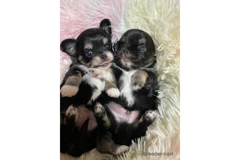成約済の滋賀県のチワワ(ロングコート)-346683の4枚目