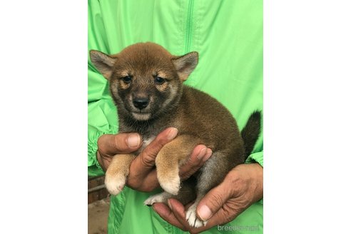 成約済の愛知県の柴犬-346685の6枚目
