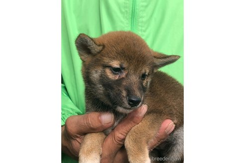 成約済の愛知県の柴犬-346685の2枚目
