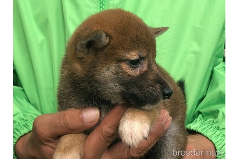 成約済の愛知県の柴犬-346685の3枚目