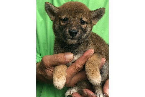成約済の愛知県の柴犬-346685の5枚目