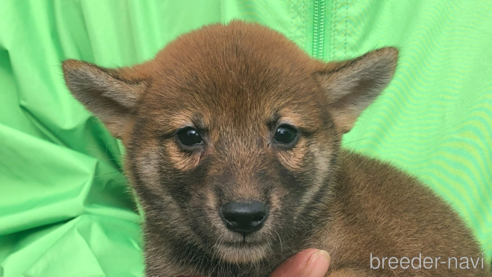 成約済の愛知県の柴犬-346685の1枚目