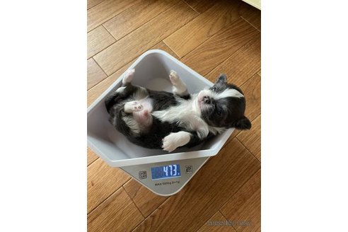 成約済の滋賀県のチワワ(ロングコート)-346690の2枚目