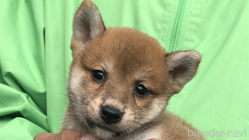 成約済の愛知県の柴犬-346689の1枚目