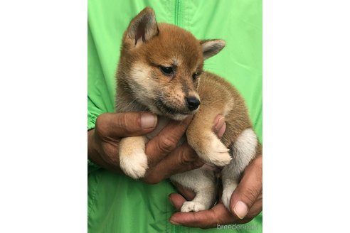 成約済の愛知県の柴犬-346689の5枚目