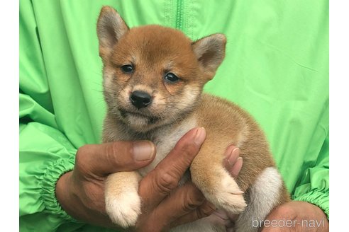 成約済の愛知県の柴犬-346689の6枚目