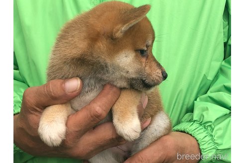 成約済の愛知県の柴犬-346689の2枚目