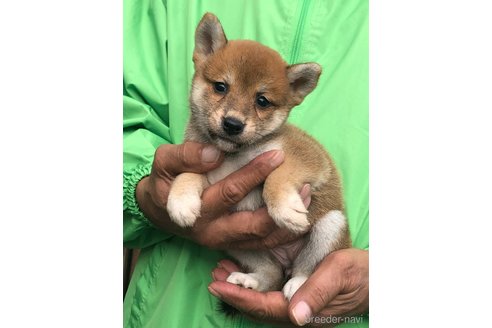 成約済の愛知県の柴犬-346689の3枚目