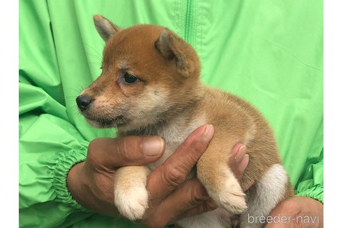 成約済の愛知県の柴犬-346689の4枚目
