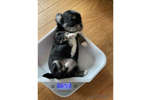 成約済の滋賀県のチワワ(ロングコート)-346692の4枚目