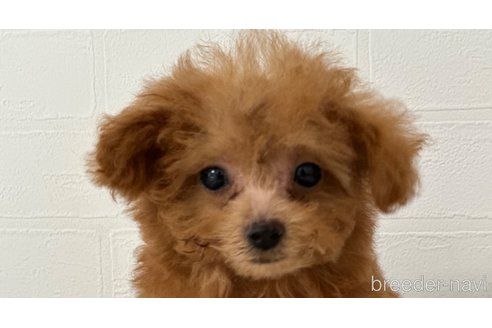 成約済の静岡県のティーカッププードル-345021の1枚目