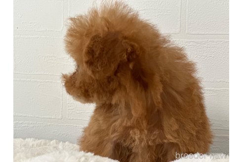 成約済の静岡県のティーカッププードル-345021の3枚目
