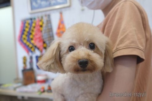 ウィズちゃん1枚目