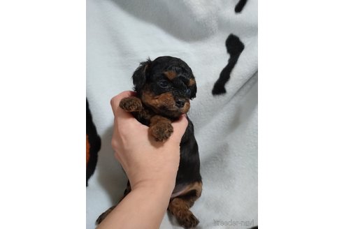 成約済の福岡県のチワプー:チワワ×トイプードル-346741の4枚目