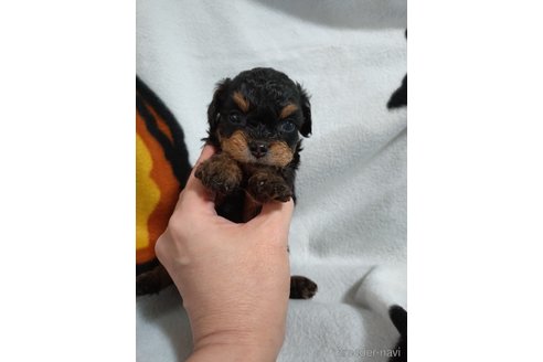 成約済の福岡県のチワプー:チワワ×トイプードル-346742の4枚目