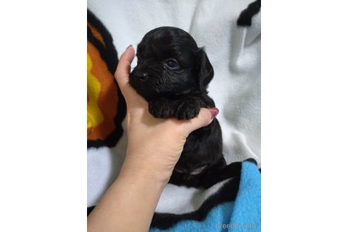 成約済の福岡県のチワプー:チワワ×トイプードル-346745の3枚目