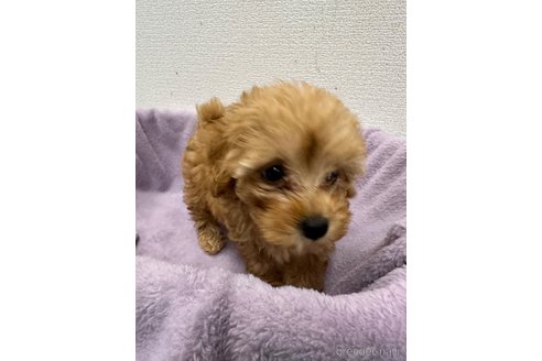 成約済の愛知県のトイプードル-346752の2枚目
