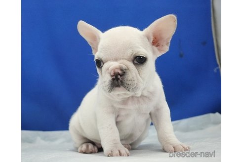 成約済の愛知県のフレンチブルドッグ-346751の4枚目