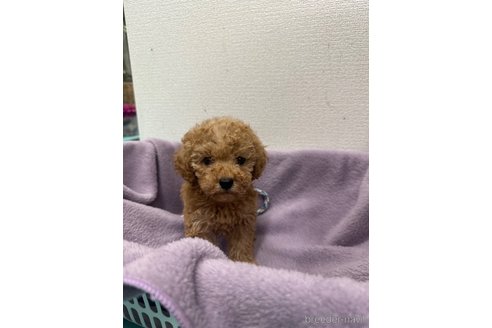 成約済の愛知県のトイプードル-346764の2枚目