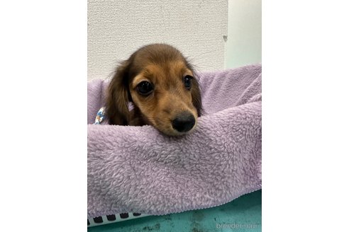 成約済の愛知県のカニンヘンダックスフンド(ロングヘアード)-346766の2枚目