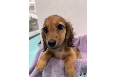 成約済の愛知県のカニンヘンダックスフンド(ロングヘアード)-346767の2枚目