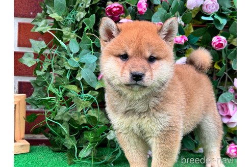 成約済の茨城県の柴犬-341745の6枚目