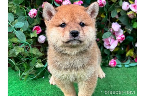 成約済の茨城県の柴犬-341745の7枚目