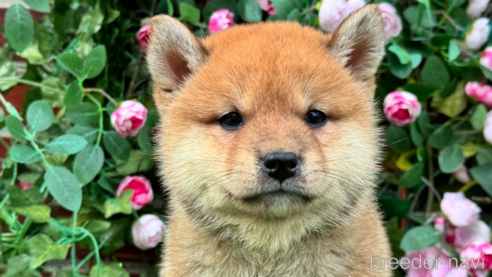 成約済の茨城県の柴犬-341745の5枚目
