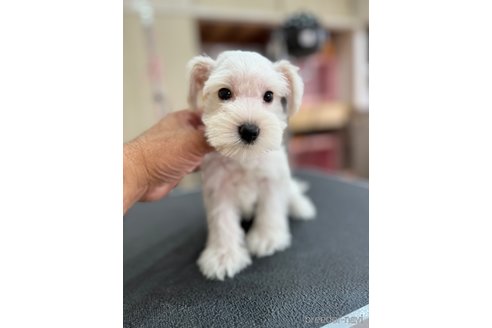 成約済の静岡県のミニチュアシュナウザー-346774の3枚目