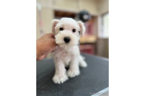 成約済の静岡県のミニチュアシュナウザー-346774の5枚目