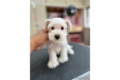 成約済の静岡県のミニチュアシュナウザー-346774の2枚目