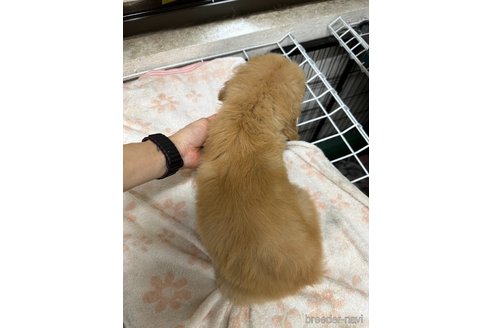 成約済の千葉県のゴールデンレトリーバー-341951の8枚目