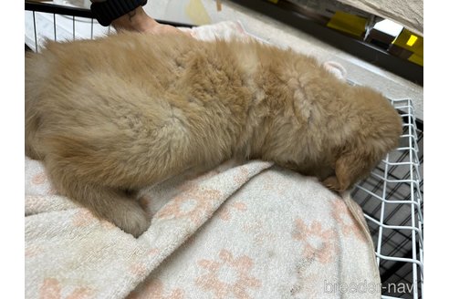 成約済の千葉県のゴールデンレトリーバー-341940の8枚目