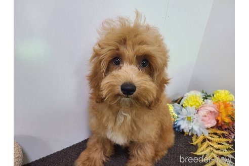 成約済の東京都のマルプー:マルチーズ×トイプードル-326778の14枚目