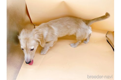 成約済の東京都のミニチュアダックスフンド(ロングヘアード)-310613の7枚目