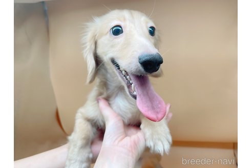 成約済の東京都のミニチュアダックスフンド(ロングヘアード)-310613の6枚目