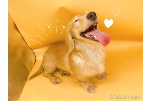 成約済の東京都のミニチュアダックスフンド(ロングヘアード)-310613の5枚目