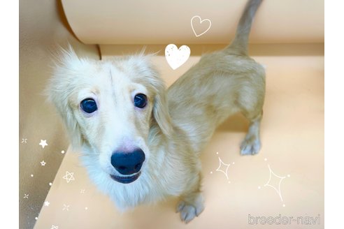 成約済の東京都のミニチュアダックスフンド(ロングヘアード)-310613の4枚目