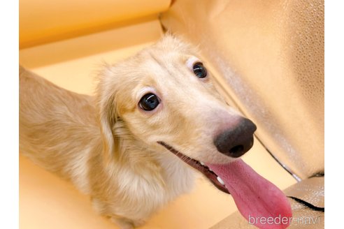 成約済の東京都のミニチュアダックスフンド(ロングヘアード)-310613の2枚目