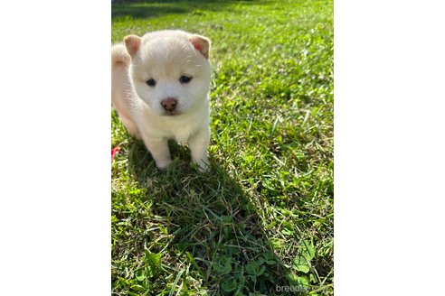 成約済の北海道の柴犬-344213の2枚目