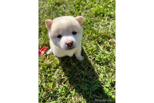 成約済の北海道の柴犬-344213の3枚目